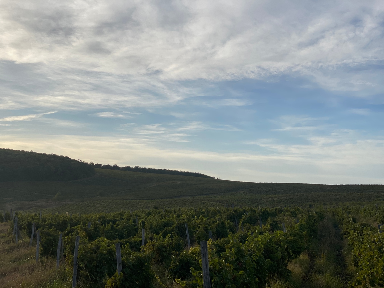 Aerial view of the Roșca vineyards from the northwest